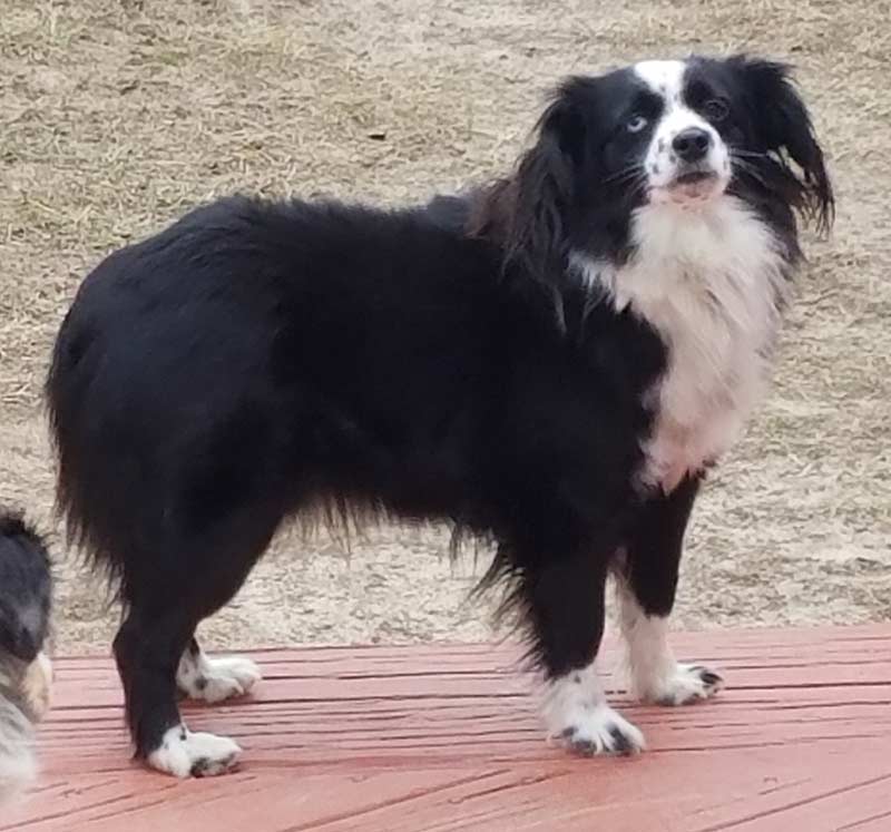 black and white toy aussie