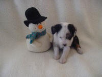 Maya's Nov 18th litter 5 weeks old 009 -SOLD