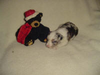 female blue merle 4 weeks -SOLD