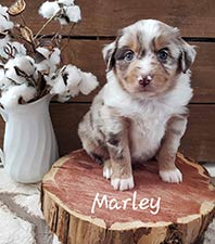 Marly! Australian Shepherd Puppy
