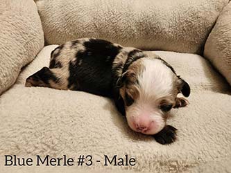 Blue Merle Aussie Puppy