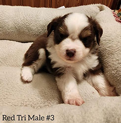 Red Tri Male Aussie Pup