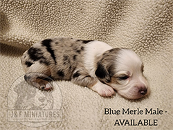 Miniature Australian Shepherd Puppies.