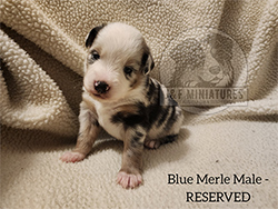 Miniature Australian Shepherd Puppies.