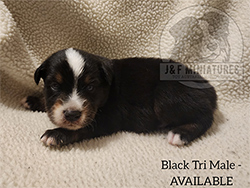 Miniature Australian Shepherd Puppies.